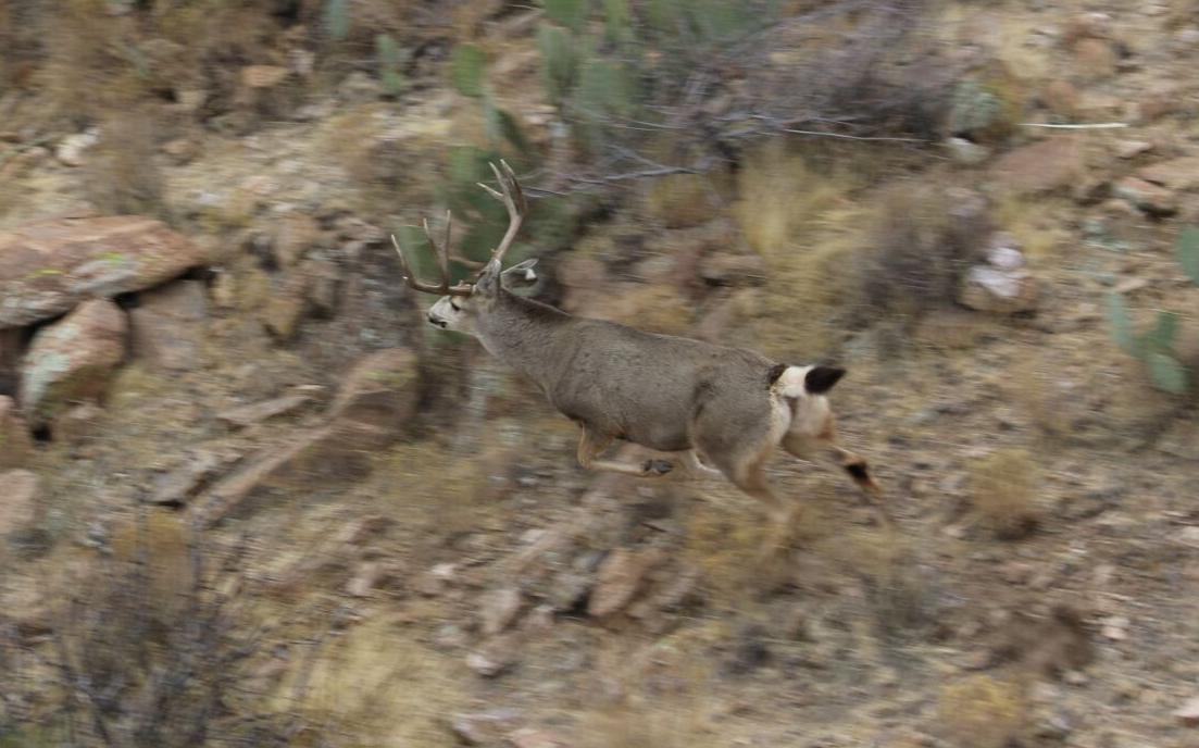 Wildlife officials taking flight to check big game populations